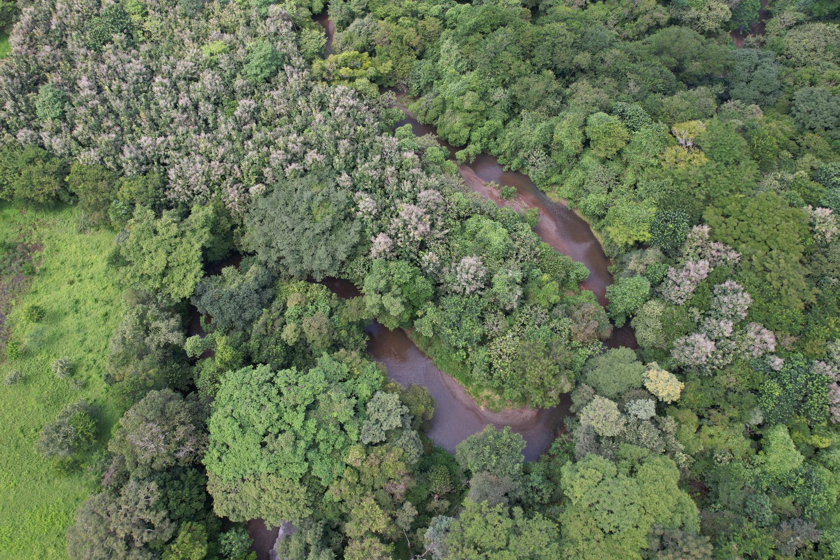 Canopy Farm (1)