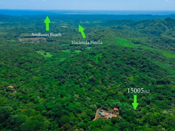 Caña Fistula playa tamarindo